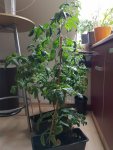 20160714_102743.jpg