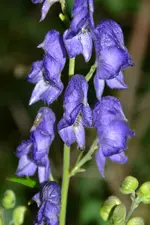 DSC_4495.webp