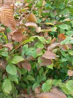 IMG-20160714-WA0012.jpg