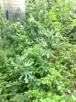 Feigenbaum.webp