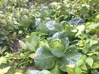Spitzkohl.webp