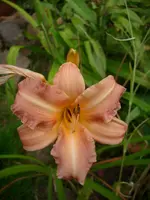DSCI4218.webp