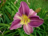 DSCI4216.webp