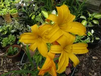 jersy spider_1024x768.webp