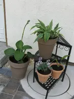 005_576x768.webp