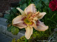 P1120614.webp