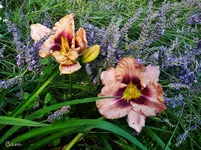 P1120615.webp