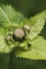 hausundgarten.webp
