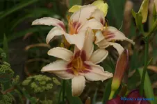 comp_DSC05456.webp