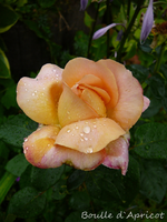 P1120578.webp