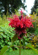P1120590.webp