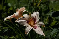 IMG_2867-2.webp