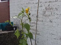 Helianthus annuus.webp