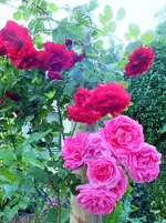 DSCF6791 (3).webp