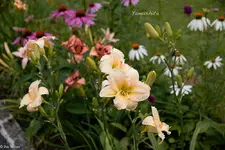 IMG_3771-2.webp