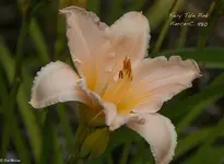 IMG_3777-2.webp