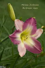 IMG_3795-2.webp