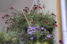 _MG_2193.webp