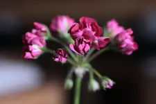 _MG_2190.webp