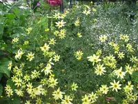 Herbstrose.webp