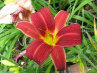 little tyke_1024x768.webp