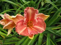 pretty fancy_1024x768.webp
