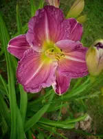 DSCI4237.webp