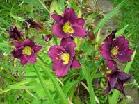 DSCI4235.webp