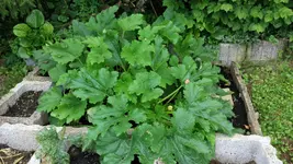 IMG_20160629_164657.webp