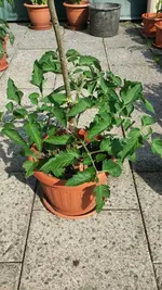 IMG_20160715_170542.webp