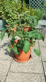 IMG_20160715_170651.webp