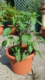 IMG_20160715_170853.webp
