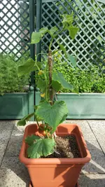 IMG_20160715_170952.webp
