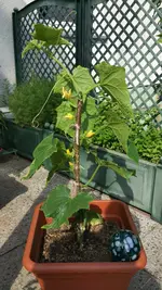 IMG_20160715_171050.webp