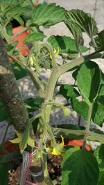 IMG_20160715_172039.webp
