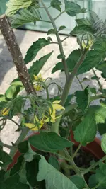 IMG_20160715_172205.webp