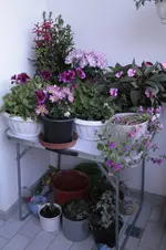 _MG_2194.webp