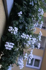 _MG_2196.webp