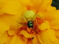 TiereMakro (53).webp