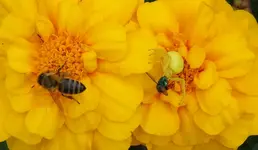 TiereMakro (54).webp