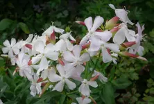 white (54).webp