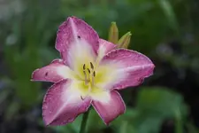 Lady Liz.webp
