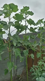 sonnenblumen - Kopie1.webp