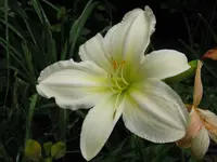 four star 1_1024x768.webp