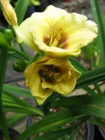 jott wee dee 1_576x768.webp