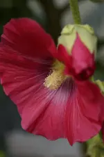_DSC0784.webp