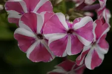_DSC0759.webp