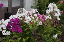 _DSC0768.webp