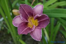 Chicogo Knobby.webp