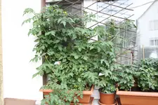 IMG_9585.webp